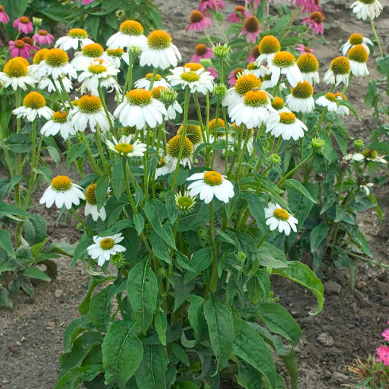 PowWow® White Coneflower - Image 3