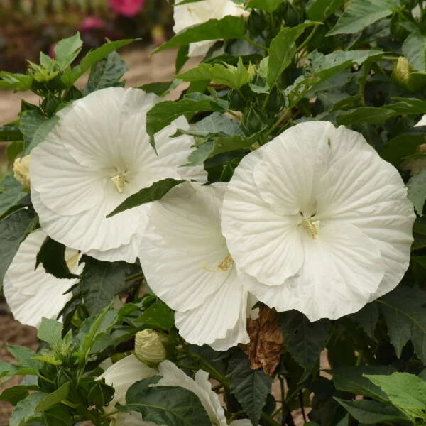 'Marshmallow Moon' Perennial Hibiscus - Image 3
