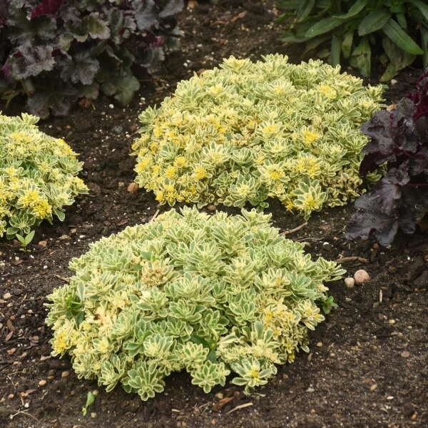 Rock 'N Low® 'Boogie Woogie' Stonecrop - Image 3