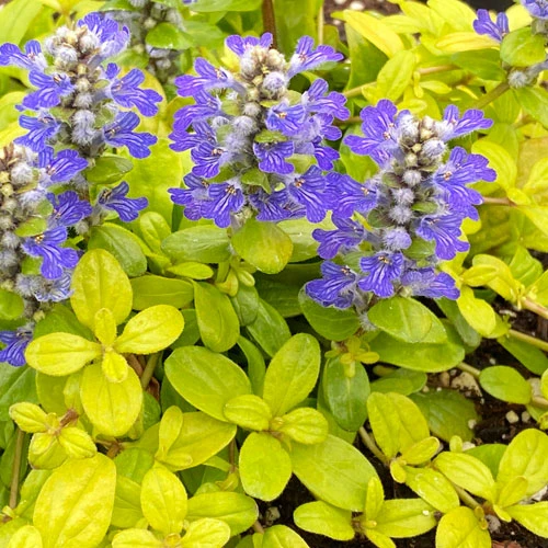 Feathered Friends™ 'Cordial Canary' Bugleweed