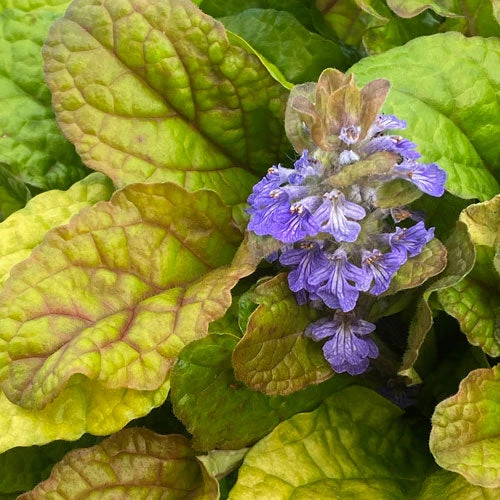 Feathered Friends™ 'Parrot Paradise' Bugleweed - Image 3