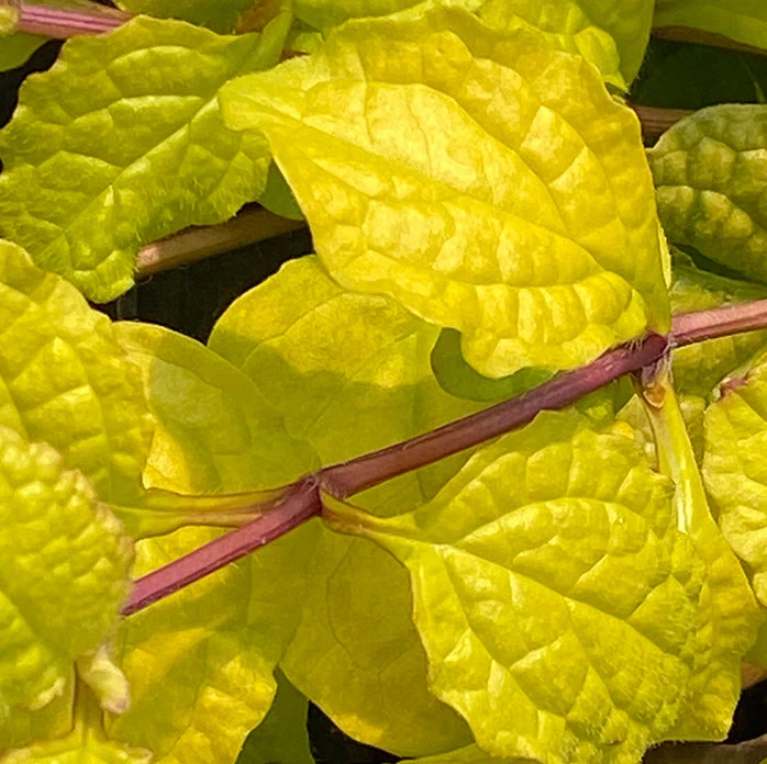 Feathered Friends⢠'Tropical Toucan' Bugleweed - Image 2