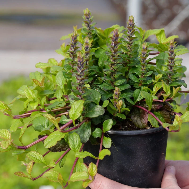 Feathered Friends⢠'Tropical Toucan' Bugleweed