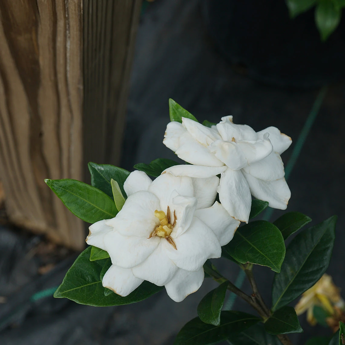 Steady As She Goes™ Gardenia - Image 3