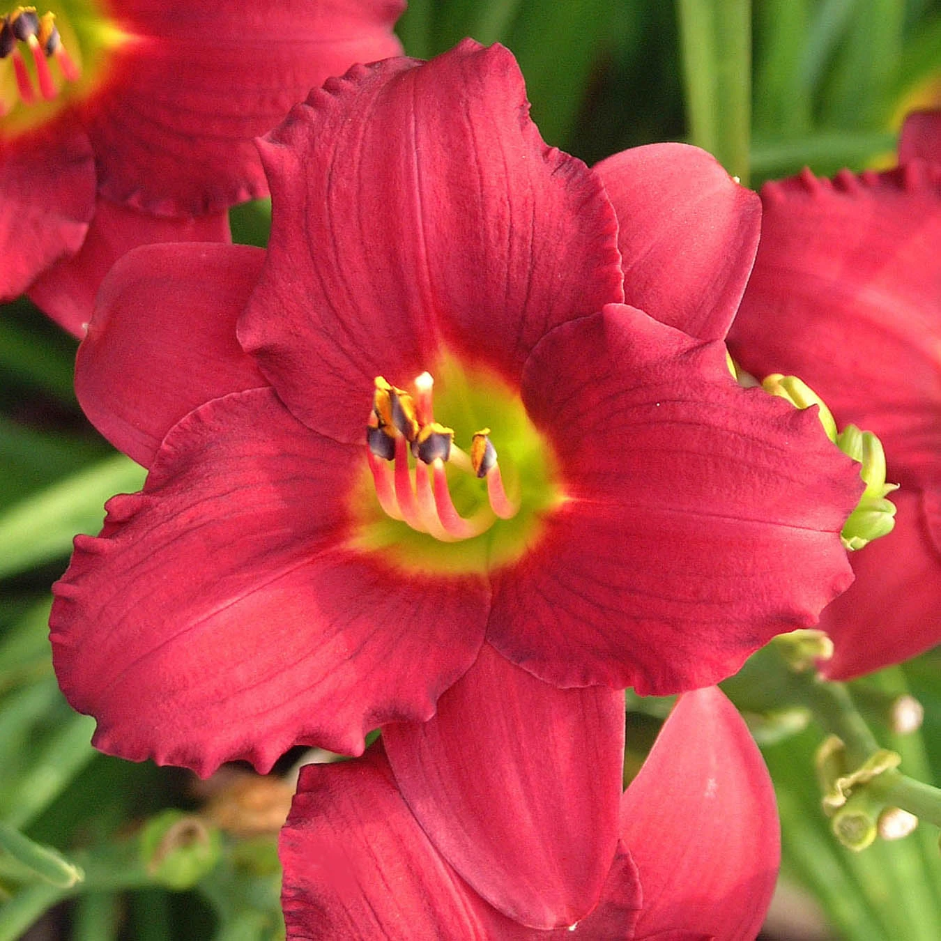'Pardon Me' Daylily - Image 4