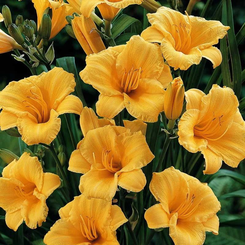 'Stella D'Oro' Daylily