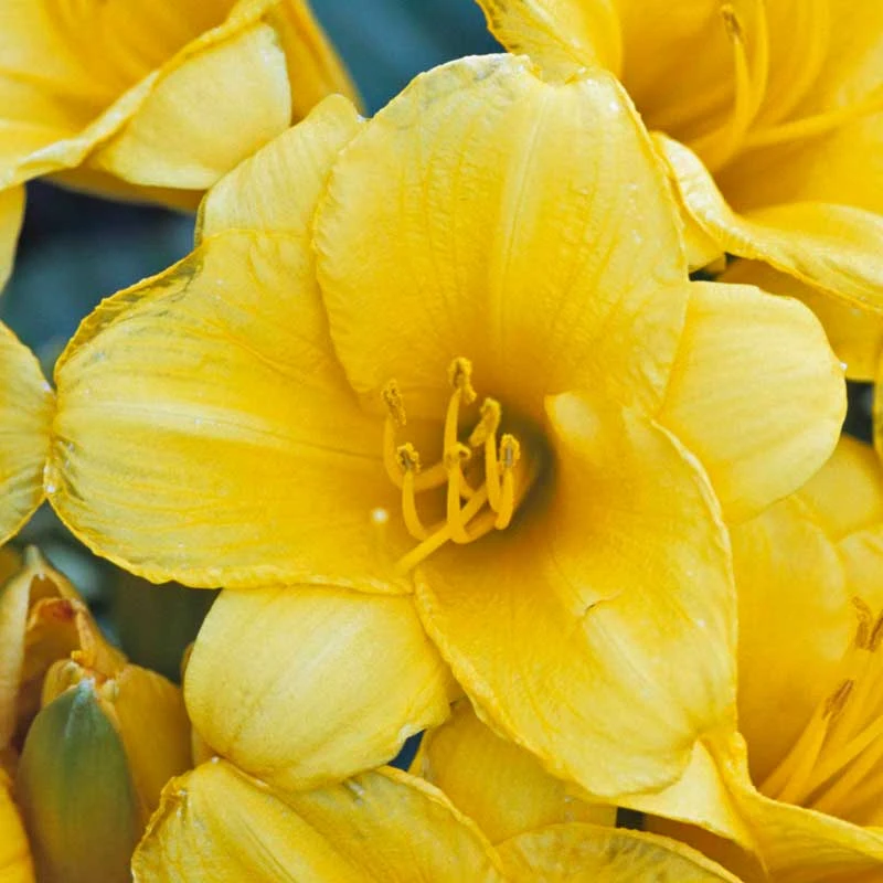 'Stella D'Oro' Daylily - Image 3