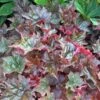 'Palace Purple' Coral Bells