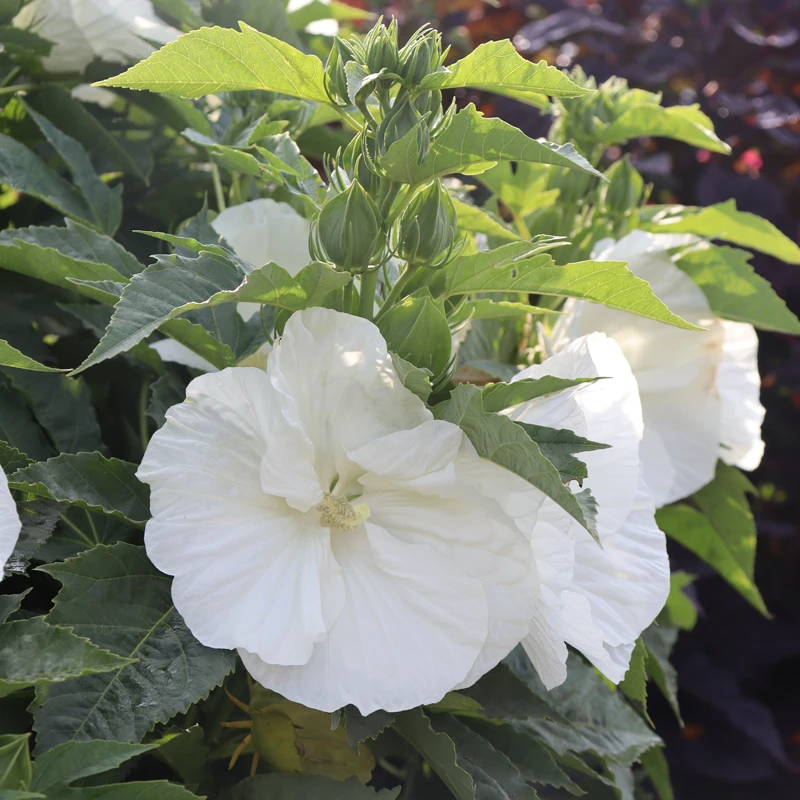 'Marshmallow Moon' Perennial Hibiscus - Image 2