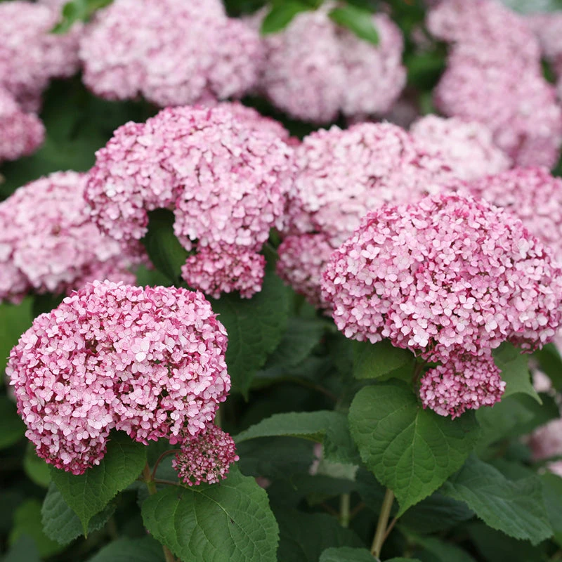 Incrediball® Blush Smooth Hydrangea