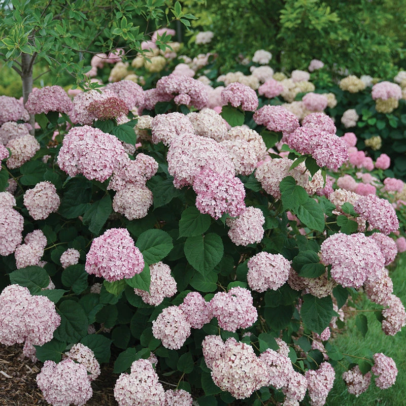 Incrediball® Blush Smooth Hydrangea - Image 3