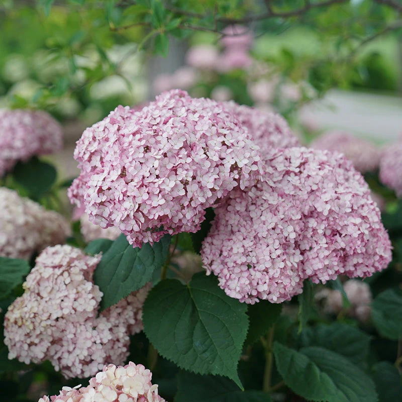 Incrediball® Blush Smooth Hydrangea - Image 4