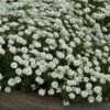 'Tahoe' Candytuft