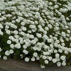 'Tahoe' Candytuft