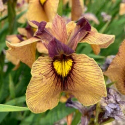 'Yarai' Iris