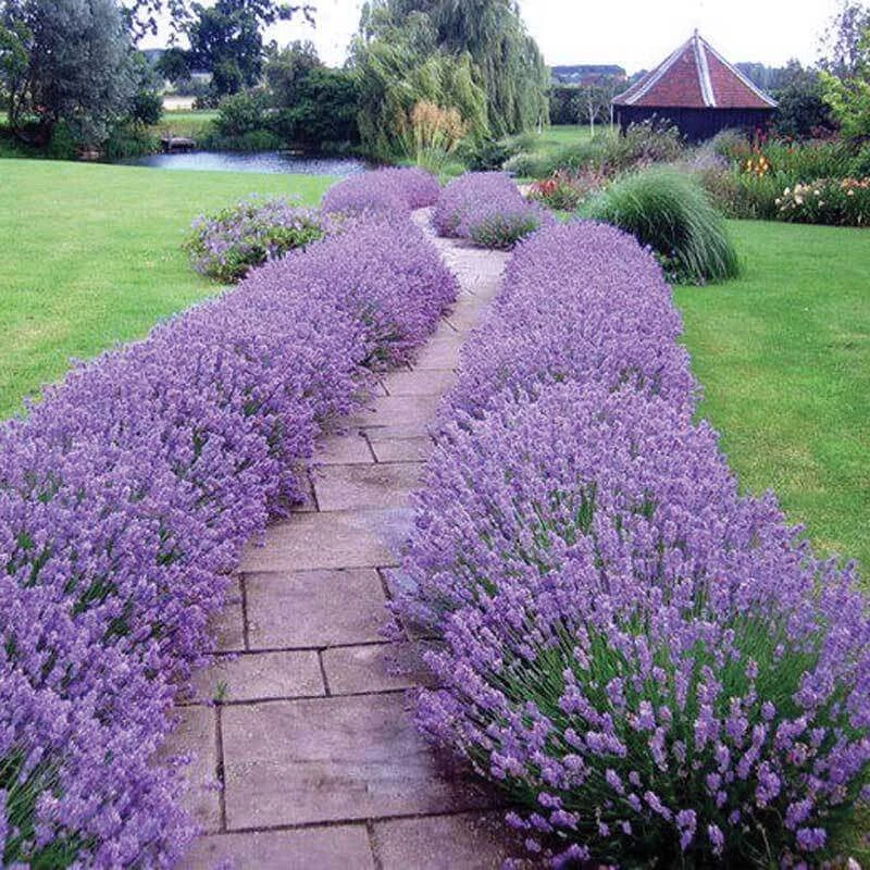 'Hidcote' Lavender - Image 2