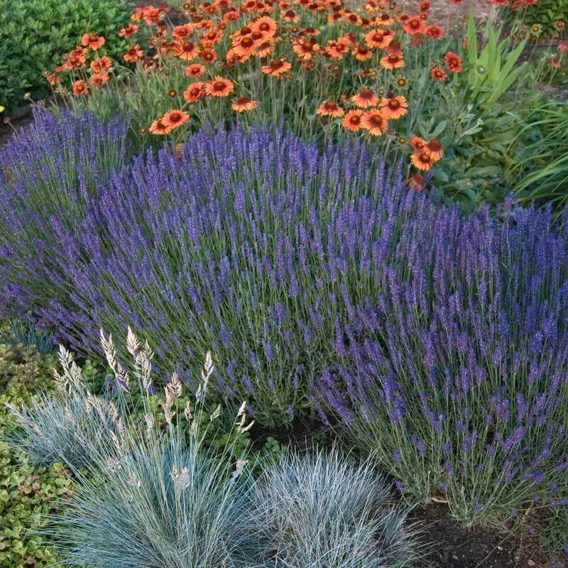 'Hidcote' Lavender - Image 5
