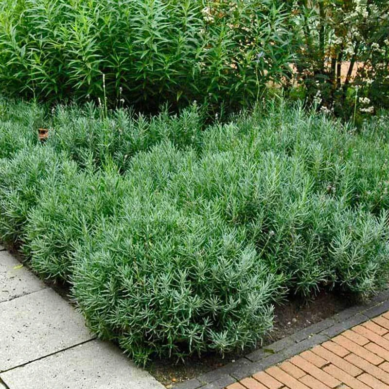 'Hidcote' Lavender - Image 6