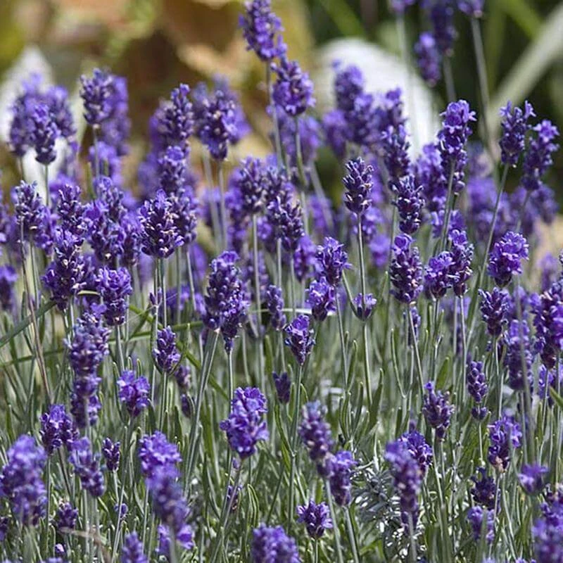 'Hidcote' Lavender - Image 4