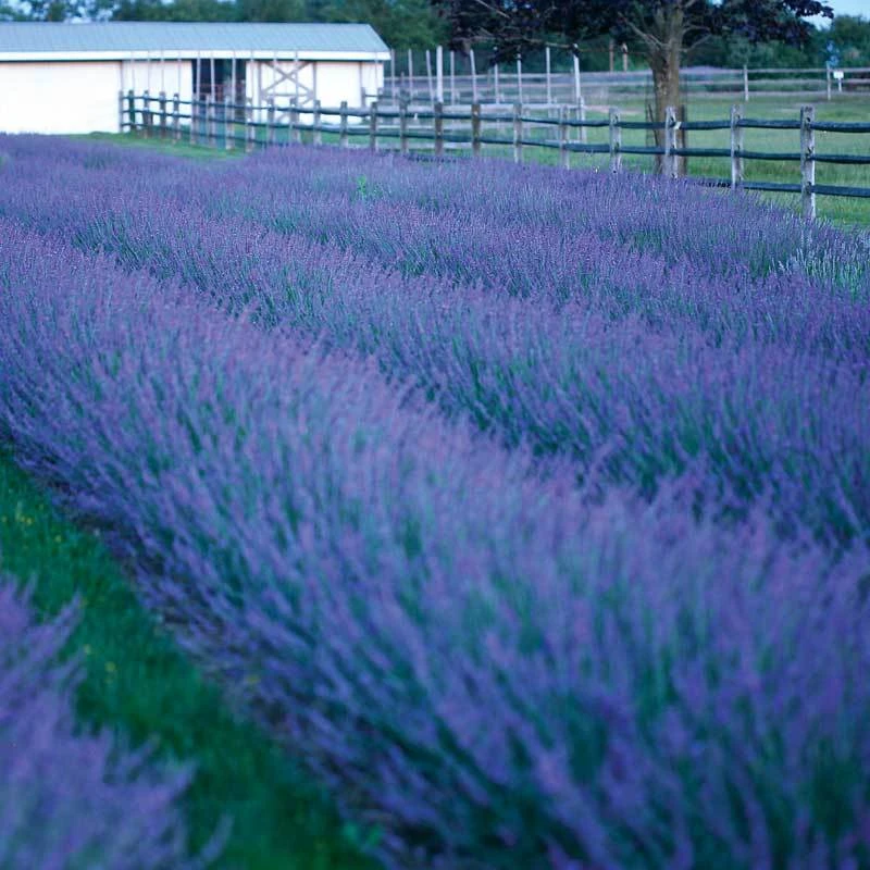 Phenomenal® Lavender - Image 2