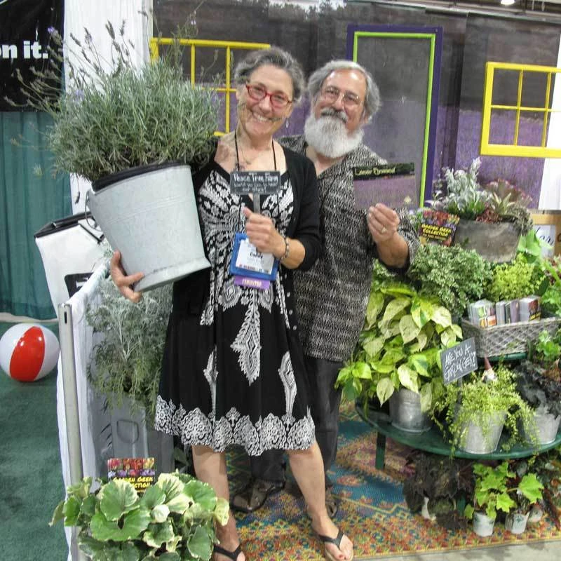 Phenomenal® Lavender - Image 6