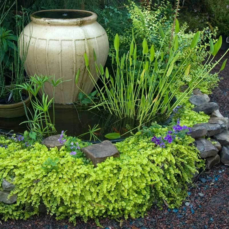 Yellow Creeping Jenny - Image 3