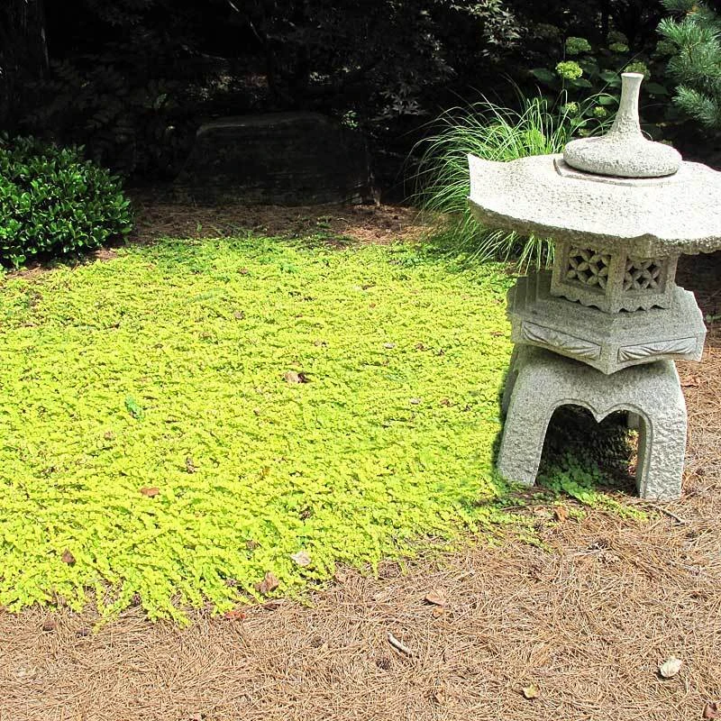 Yellow Creeping Jenny - Image 6
