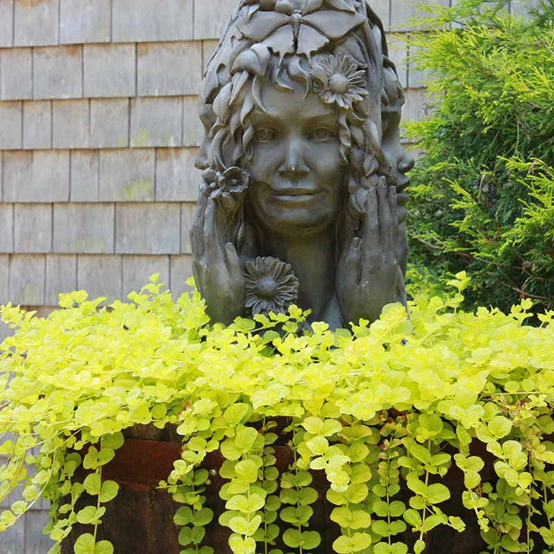 Yellow Creeping Jenny - Image 8