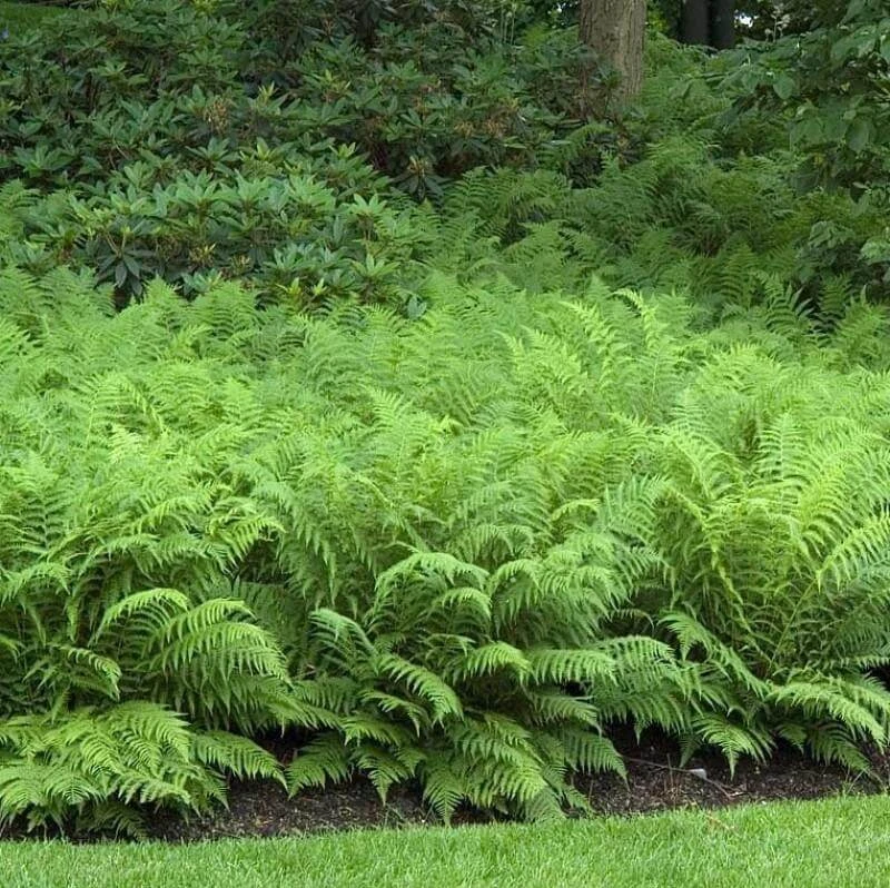 Ostrich Fern - Image 2