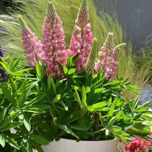 Mini Galleryâ„¢ Pink Bicolor Lupine - Image 2