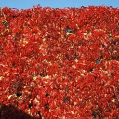 Red WallĀ® Virginia Creeper