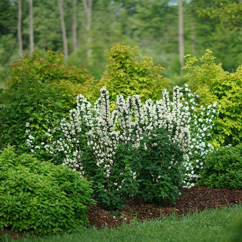 Illuminati Tower® Mock Orange - Image 3