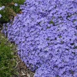 'Violet Pinwheels' Creeping Phlox