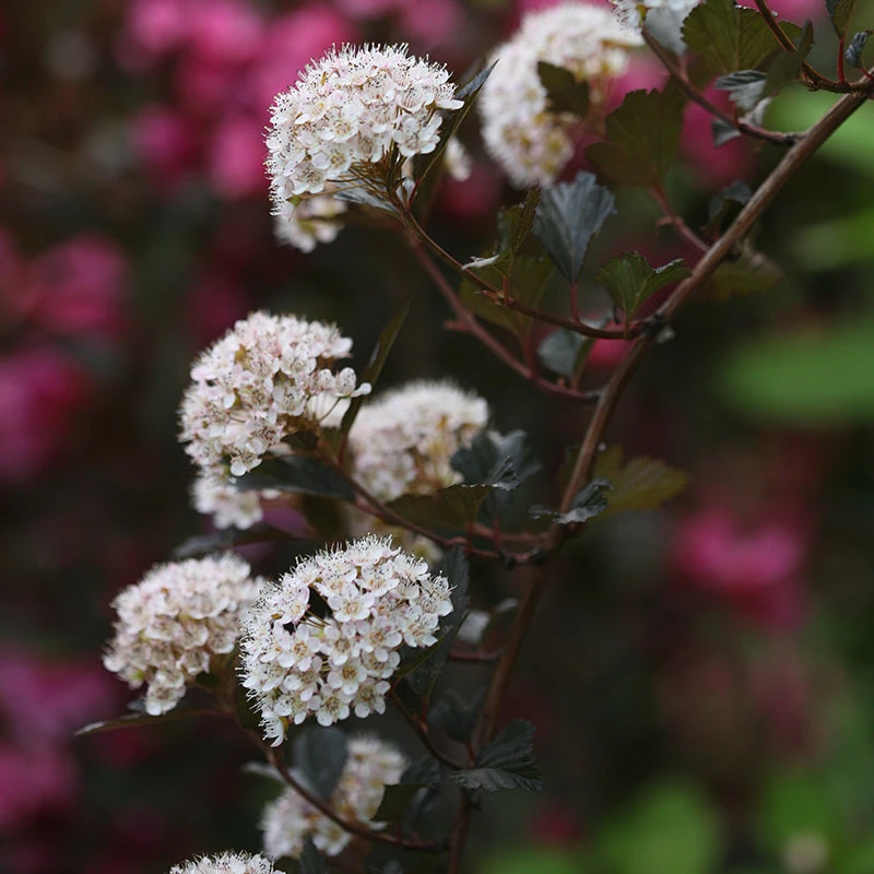 Summer Wine® Ninebark - Image 2