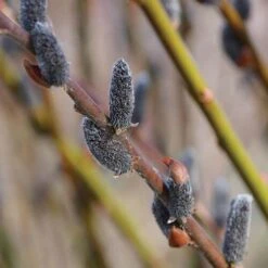Black CatĀ® Pussywillow