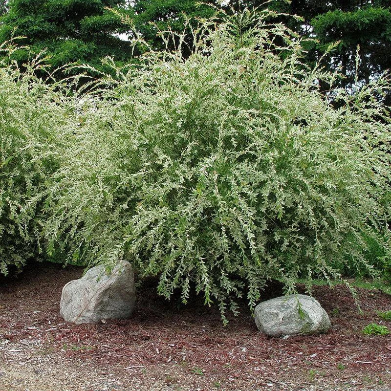 'Hakuro Nishiki' Dappled Willow - Image 3