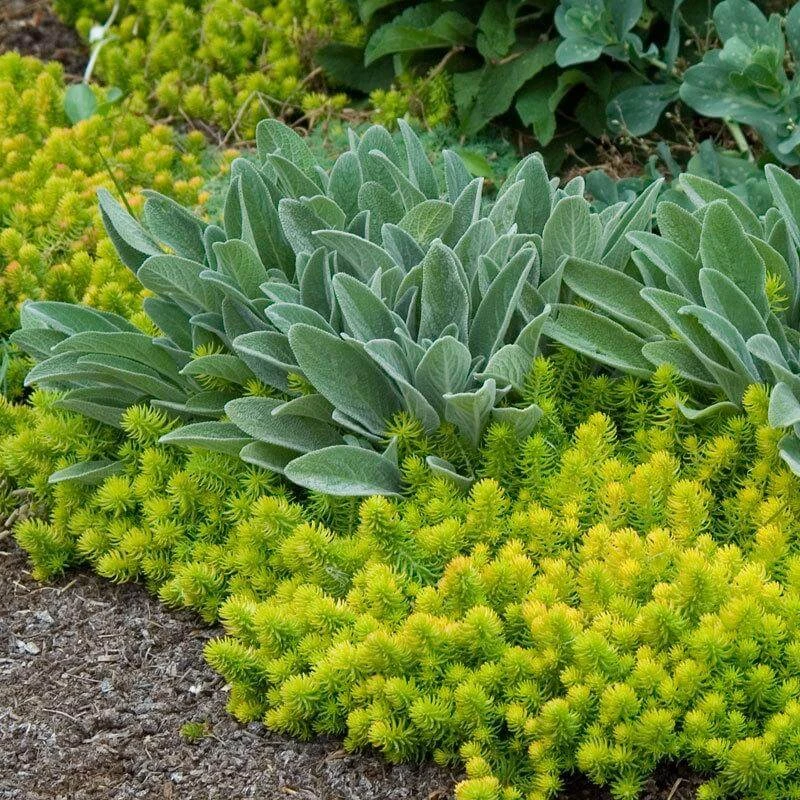 'Angelina' Stonecrop - Image 5