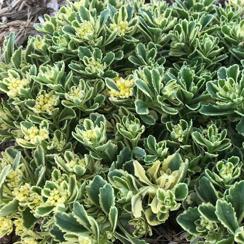 Rock 'N Low® 'Boogie Woogie' Stonecrop - Image 2