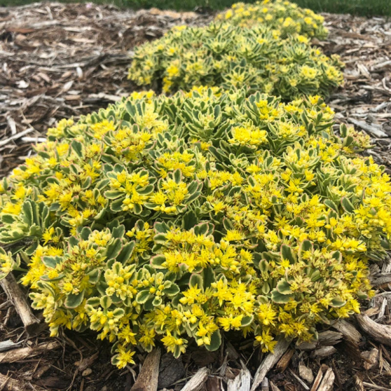 Rock 'N Low® 'Boogie Woogie' Stonecrop
