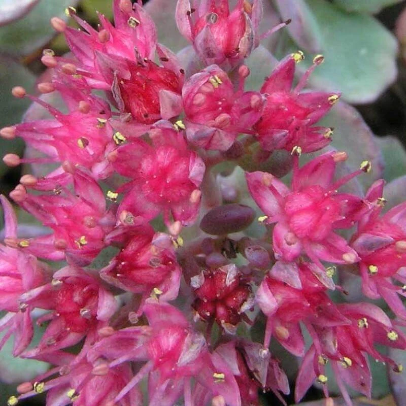 'Lidakense' Stonecrop - Image 2