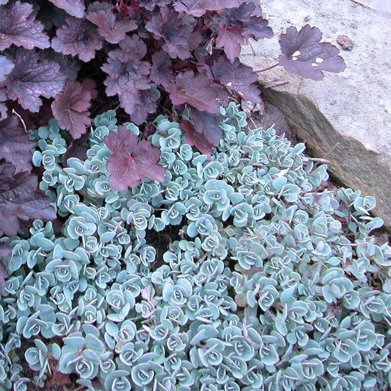 'Lidakense' Stonecrop - Image 3