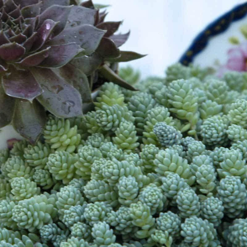 'Himalayan Skies' Stonecrop
