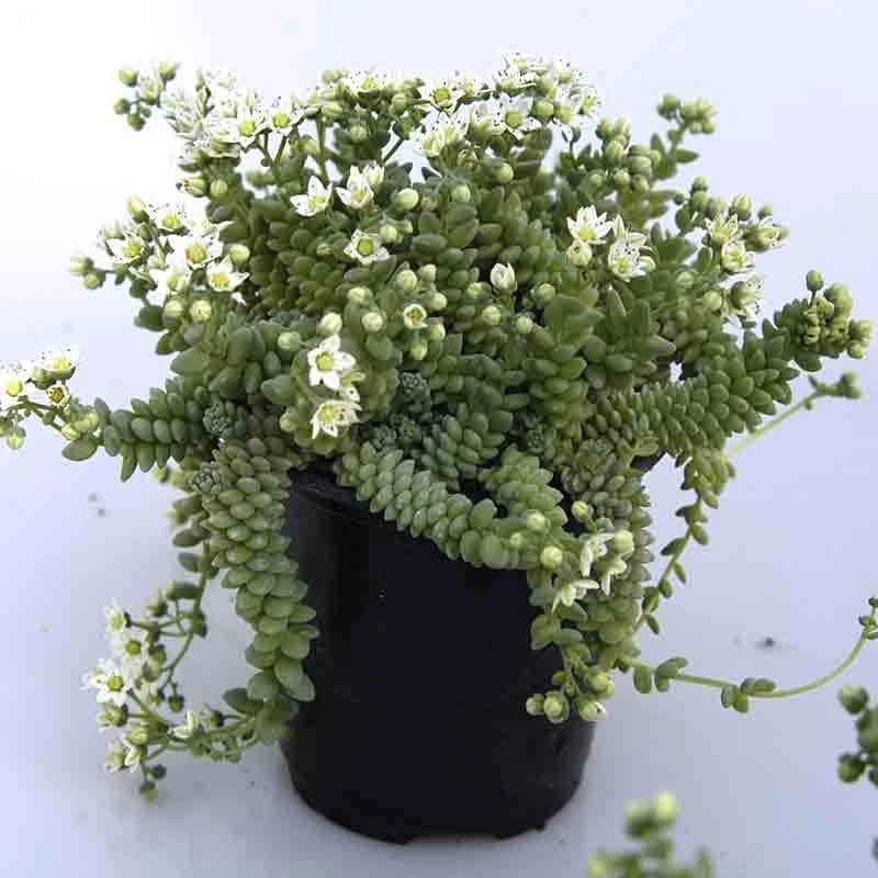 'Himalayan Skies' Stonecrop - Image 2