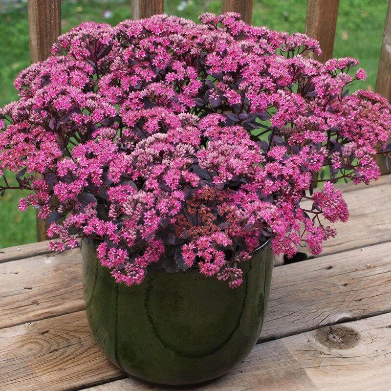 Sunsparkler® 'Dazzleberry' Stonecrop - Image 2