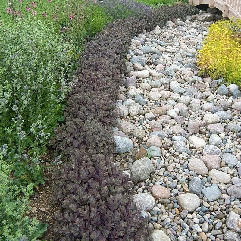 Sunsparkler® 'Dazzleberry' Stonecrop - Image 5