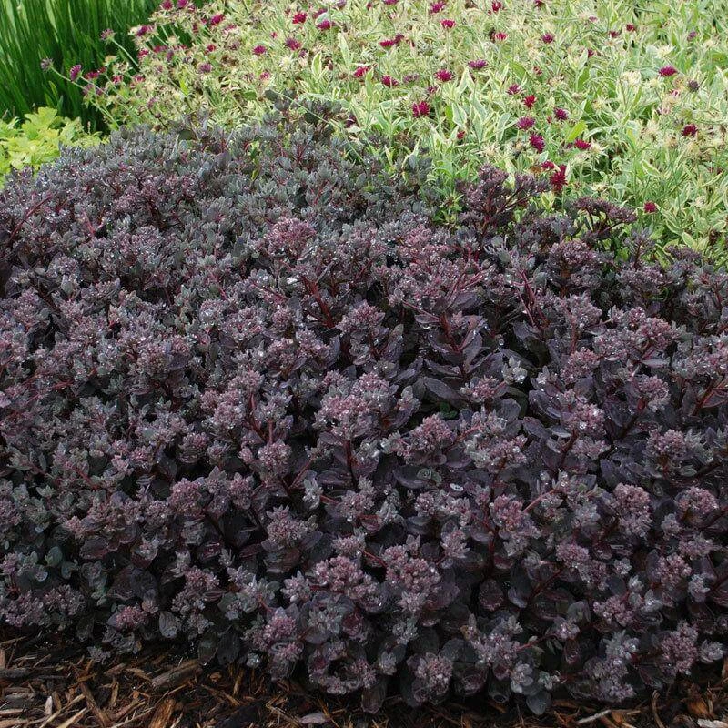 Sunsparkler® 'Dazzleberry' Stonecrop - Image 4