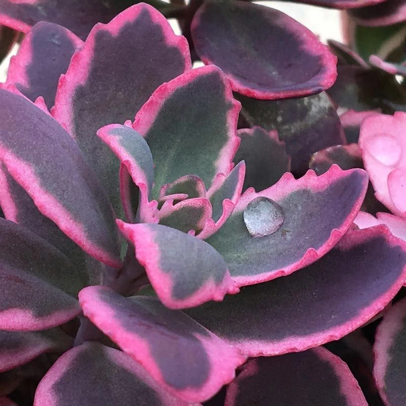 Sunsparkler® 'Dream Dazzler' Stonecrop - Image 2