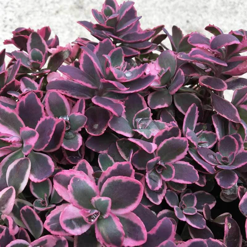 Sunsparkler® 'Dream Dazzler' Stonecrop - Image 3
