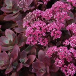 SunsparklerĀ® 'Firecracker' Stonecrop