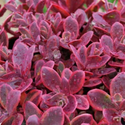 SunsparklerĀ® 'Wildfire' Stonecrop